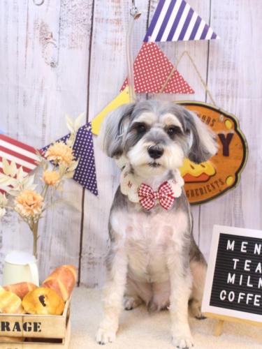 20240929パピコくん